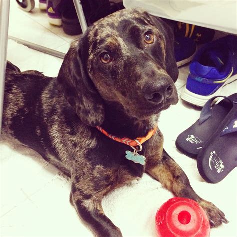 18 Labrador Retrievers Mixed With Dachshund - The Paws