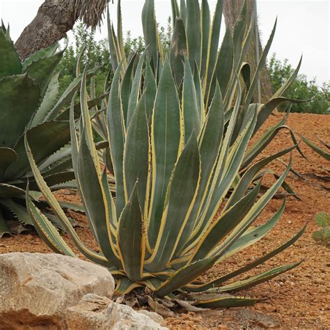 Agave americana cv.