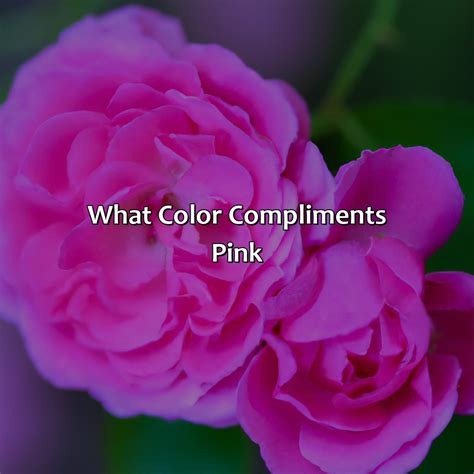 Colors Compliment Pink