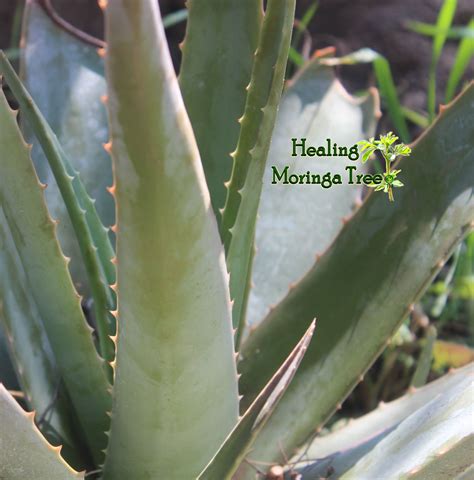 Aloe Barbadensis Miller