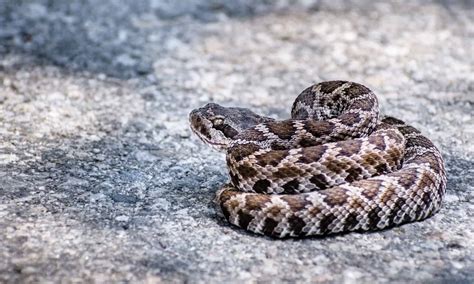 Do Rattlesnakes Lay Eggs? - A-Z Animals