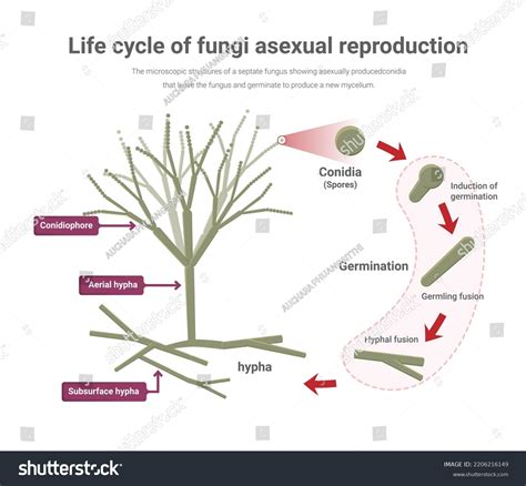 Image result for Fungi Reproduction