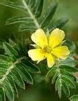 Tribulus terrestris Extract