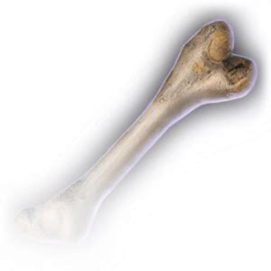 Rothé Femur - bg3.wiki