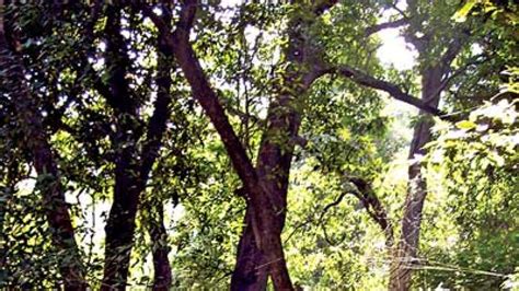 70% afforestation achieved in Arunachal Pradesh