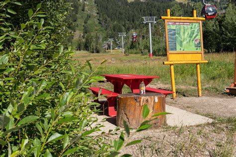 Best Picnic Spots in Jackson Hole - Jackson Hole Mountain Resort