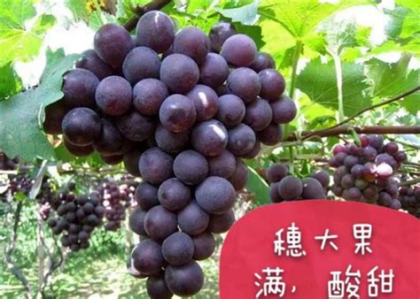 水果葡萄树图片 _排行榜大全