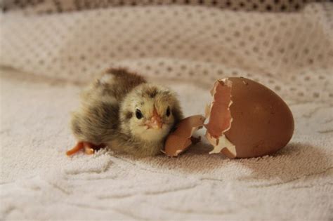 Amazing Modern Chick Hatching 的图像结果