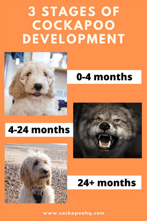 Image result for Cockapoo Problems