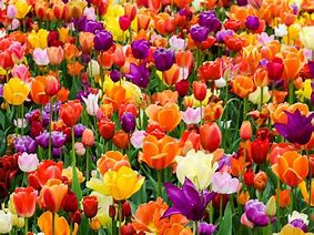Image result for Best Tulip Bulbs