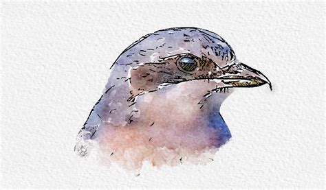 Birds watercolor drawing on Behance