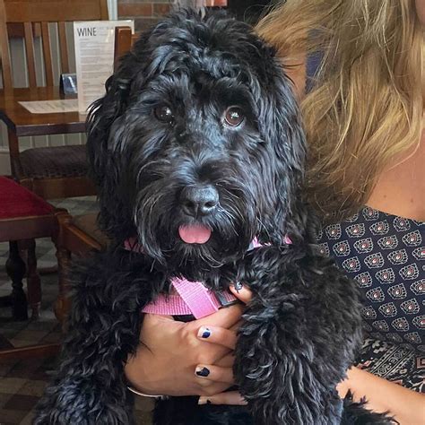 Image result for Fat Cockapoo