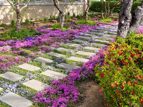 Shady Ground Cover Plants