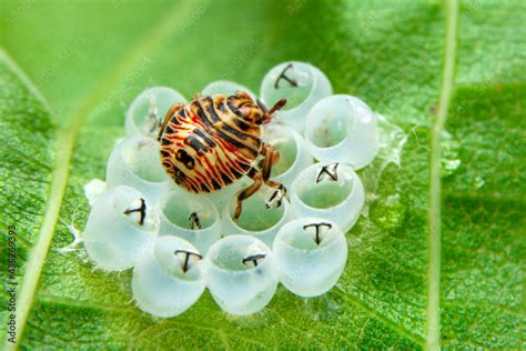 Ladybug Season 2 的图像结果