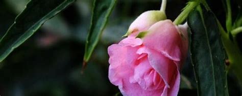 Image result for Norma Chaveta Polegadas