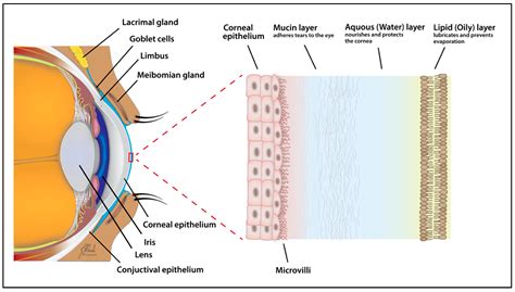 Tear Metabolomics in Dry Eye Disease: A Review