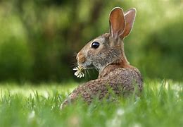 Image result for Primit Rabbit Free Printable