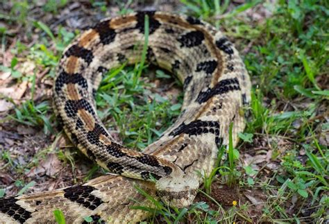 Rattlesnakes in Charlotte: Where they are & how to ID them | Charlotte ...