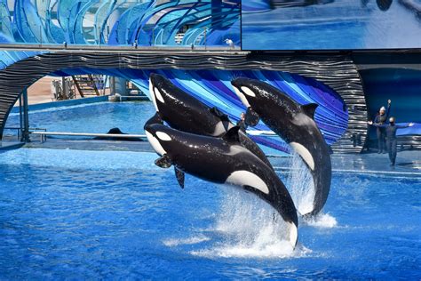 7 Different Types of Orcas