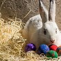Image result for Easter Bunny with Big Egg