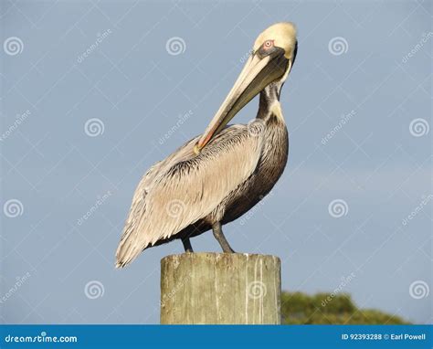 Brown Pelican stock photo. Image of brown, occidentalis - 92393288
