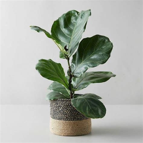 How to Grow a Fiddle Leaf Fig Tree at Home - Petal Republic
