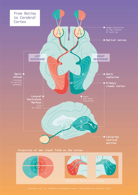 Visual Pathway Steps 的图像结果