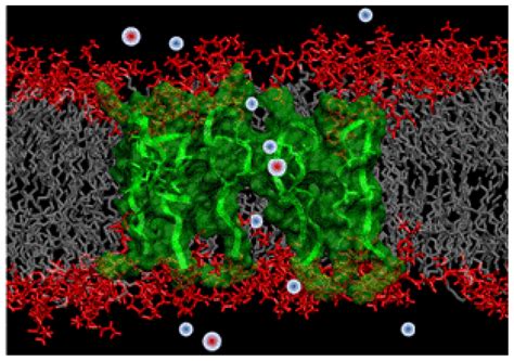 Multiscale Models of the Antimicrobial Peptide Protegrin-1 on Gram ...