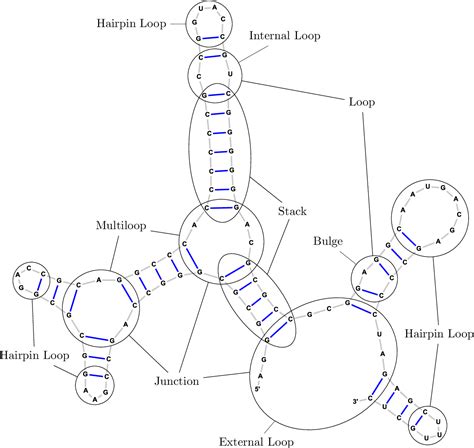 RNA Chain 的图像结果