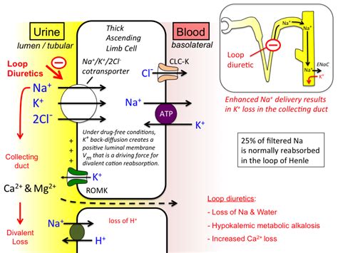 Loop Diuretics How They Work 的图像结果