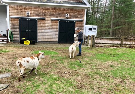 Image result for Loading Goats On Trailer