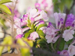 Cloud Farm Large Garlic Pear Plant Price in India - Buy Cloud Farm ...