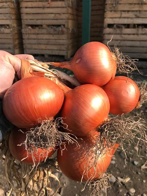 Cebolla Grano en Comercial Alejandro Ponce EIRL de Chile - ppfam.com