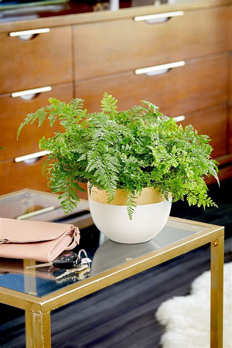 9 Best Ferns for Turning Your Home into an Indoor Tropical Paradise | Indoor ferns, Plants, Easy ...