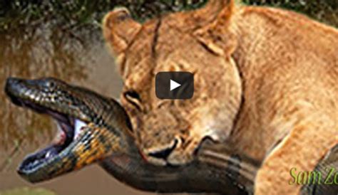 Image result for Jaguar vs Python