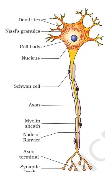 Biology Class 11 Question Ans Ch 18 Neural Control& Coordination