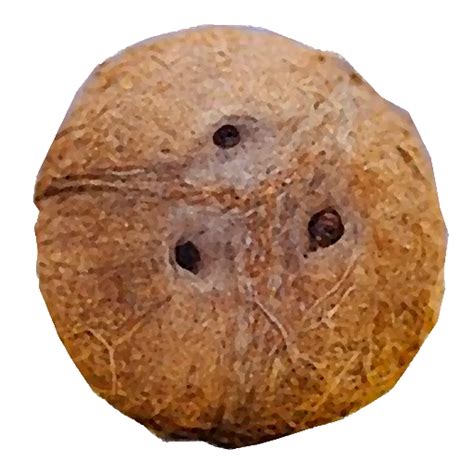 Coco Fun App 的图像结果