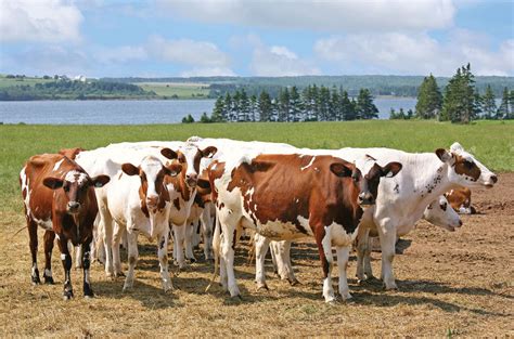 Male Ayrshire Cattle
