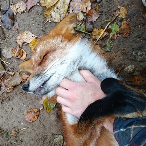 And Other Animals — Yissss Woody the Fox