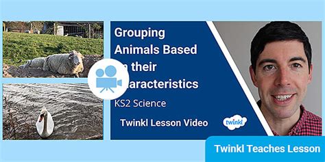 KS2 (Ages 7-11) Science: Grouping Animals Based on their ...