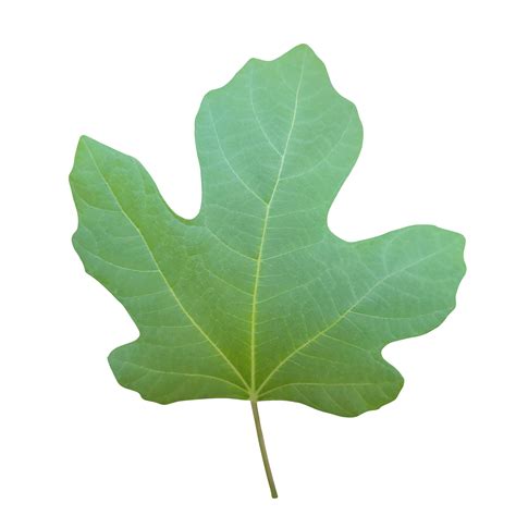 How Do You Say Fig Leaf In Spanish at Hannah Herlitz blog