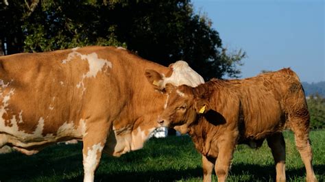 Animal Agriculture 的图像结果