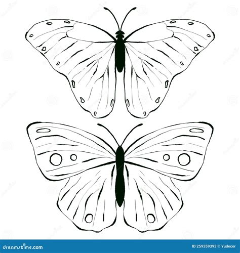 Set of Butterfly, Black and White Illustration, Isolated Stock ...