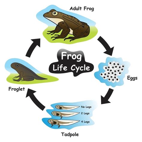 Frog Cycle 的图像结果