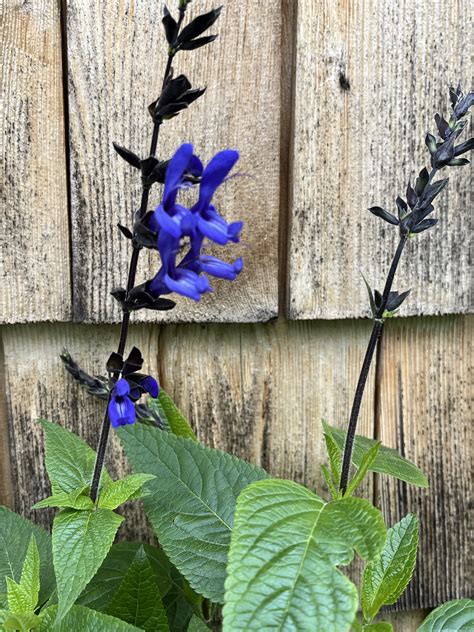 Black And Blue Salvia SALVIA, BLACK AND BLUE – Garden Shack Farm