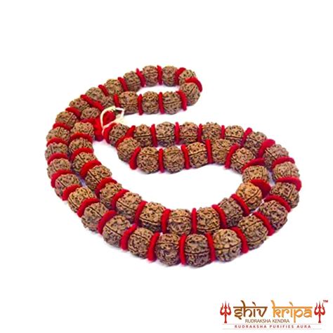 5 Mukhi Rudraksha Big Size Kantha Mala – Shiv Kripa Rudraksha