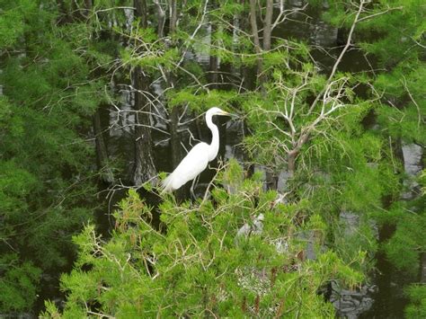 风儿吹皱水面，鸟儿站立枝头。在安丘大汶河国家城市湿地公园内，摄影爱好者捕捉到了白鹭的美丽身影。