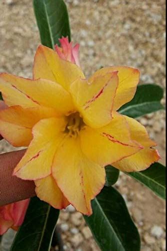 Florona Rare Adenium Obesum Plant " Golden " 1 Seedling Healthy Live ...