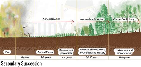 3 Examples Of Primary Succession