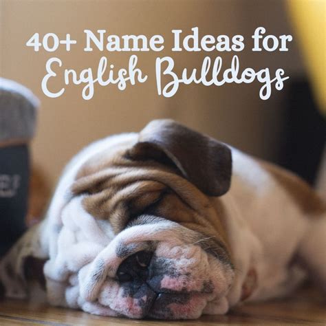 best dog names for english bulldogs